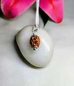 2 Mukhi Rudraksha