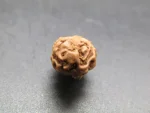 2 Mukhi Rudraksha