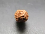 2 Mukhi Rudraksha