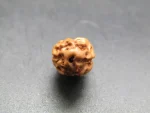 2 Mukhi Rudraksha