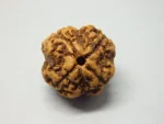 4 Mukhi lab Rudraksha