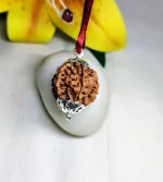 6 Mukhi Rudraksha