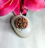 6 Mukhi Rudraksha