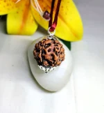 6 Mukhi Rudraksha