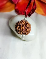 6 Mukhi Rudraksha