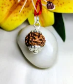 6 Mukhi Rudraksha