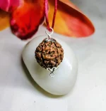 6 Mukhi Rudraksha