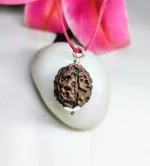 6 Mukhi Rudraksha