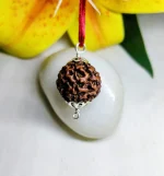 6 Mukhi Rudraksha