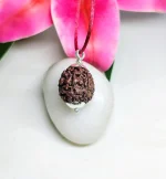 6 Mukhi Rudraksha