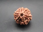6 Mukhi lab Rudraksha