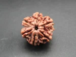6 Mukhi Rudraksha