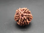 6 Mukhi lab Rudraksha