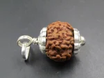 6 Mukhi lab Rudraksha