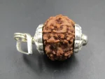 6 Mukhi lab Rudraksha