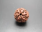 6 Mukhi lab Rudraksha