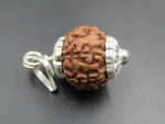 6 Mukhi lab Rudraksha