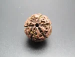 6 Mukhi lab Rudraksha