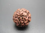 6 Mukhi lab Rudraksha