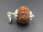 6 Mukhi lab Rudraksha