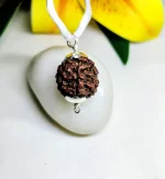 7 Mukhi Rudraksha