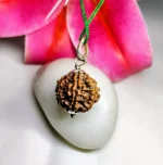 7 Mukhi Rudraksha