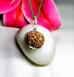 7 Mukhi Rudraksha