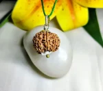 7 Mukhi Rudraksha