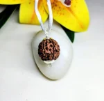 7 Mukhi Rudraksha
