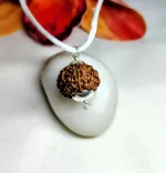 7 Mukhi Rudraksha