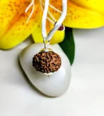 7 Mukhi Rudraksha