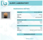 7 Mukhi lab Certificate