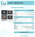 7 Mukhi lab Certificate