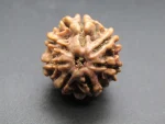 7 Mukhi lab Rudraksha