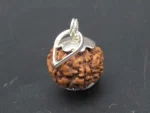 7 Mukhi lab Rudraksha