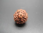 7 Mukhi lab Rudraksha