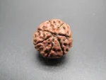 7 Mukhi lab Rudraksha