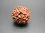 7 Mukhi lab Rudraksha