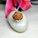 8 Mukhi Rudraksha