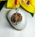 8 Mukhi Rudraksha