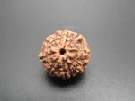 8 Mukhi Rudraksha