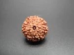 8 Mukhi Rudraksha