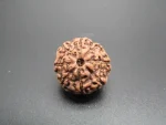 8 Mukhi Rudraksha