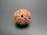 8 Mukhi Rudraksha