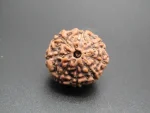 8 Mukhi Rudraksha