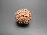 8 Mukhi Rudraksha