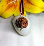 9 Mukhi Rudraksha