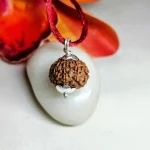 9 Mukhi Rudraksha