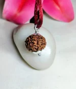 9 Mukhi Rudraksha