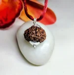 9 Mukhi Rudraksha